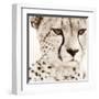 Cheetah Pattern-Frank & Susann Parker-Framed Art Print