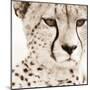 Cheetah Pattern-Frank & Susann Parker-Mounted Art Print