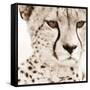 Cheetah Pattern-Frank & Susann Parker-Framed Stretched Canvas