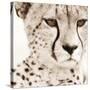 Cheetah Pattern-Frank & Susann Parker-Stretched Canvas