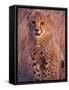 Cheetah, Phinda Reserve, South Africa-Gavriel Jecan-Framed Stretched Canvas