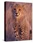 Cheetah, Phinda Reserve, South Africa-Gavriel Jecan-Stretched Canvas