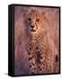 Cheetah, Phinda Reserve, South Africa-Gavriel Jecan-Framed Stretched Canvas