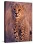 Cheetah, Phinda Reserve, South Africa-Gavriel Jecan-Stretched Canvas