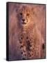 Cheetah, Phinda Reserve, South Africa-Gavriel Jecan-Framed Stretched Canvas