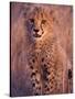 Cheetah, Phinda Reserve, South Africa-Gavriel Jecan-Stretched Canvas