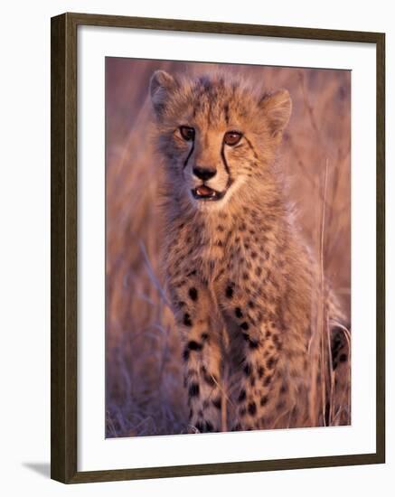 Cheetah, Phinda Reserve, South Africa-Gavriel Jecan-Framed Premium Photographic Print