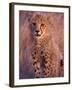 Cheetah, Phinda Reserve, South Africa-Gavriel Jecan-Framed Premium Photographic Print