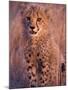 Cheetah, Phinda Reserve, South Africa-Gavriel Jecan-Mounted Premium Photographic Print