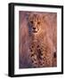 Cheetah, Phinda Reserve, South Africa-Gavriel Jecan-Framed Photographic Print