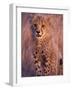 Cheetah, Phinda Reserve, South Africa-Gavriel Jecan-Framed Photographic Print