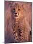 Cheetah, Phinda Reserve, South Africa-Gavriel Jecan-Mounted Photographic Print