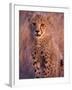 Cheetah, Phinda Reserve, South Africa-Gavriel Jecan-Framed Photographic Print