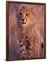 Cheetah, Phinda Reserve, South Africa-Gavriel Jecan-Framed Photographic Print