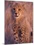 Cheetah, Phinda Reserve, South Africa-Gavriel Jecan-Mounted Photographic Print