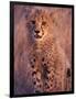 Cheetah, Phinda Reserve, South Africa-Gavriel Jecan-Framed Photographic Print