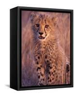 Cheetah, Phinda Reserve, South Africa-Gavriel Jecan-Framed Stretched Canvas