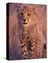 Cheetah, Phinda Reserve, South Africa-Gavriel Jecan-Stretched Canvas