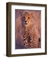 Cheetah, Phinda Reserve, South Africa-Gavriel Jecan-Framed Photographic Print