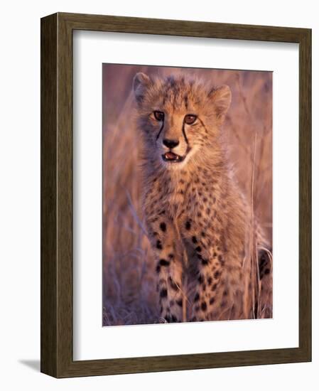 Cheetah, Phinda Reserve, South Africa-Gavriel Jecan-Framed Photographic Print