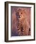 Cheetah, Phinda Reserve, South Africa-Gavriel Jecan-Framed Photographic Print