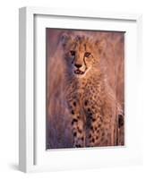 Cheetah, Phinda Reserve, South Africa-Gavriel Jecan-Framed Photographic Print