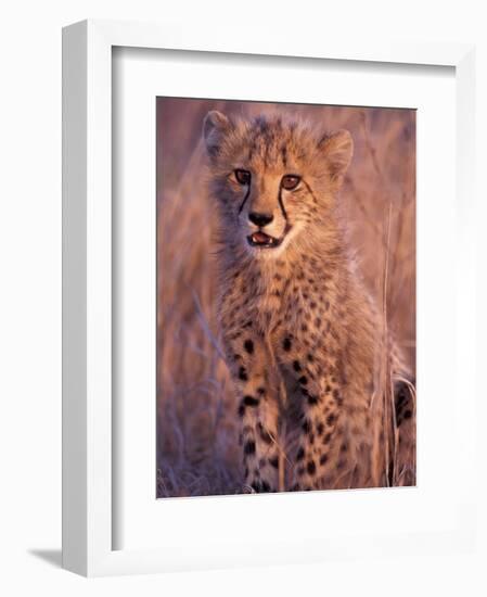 Cheetah, Phinda Reserve, South Africa-Gavriel Jecan-Framed Photographic Print