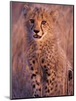 Cheetah, Phinda Reserve, South Africa-Gavriel Jecan-Mounted Photographic Print