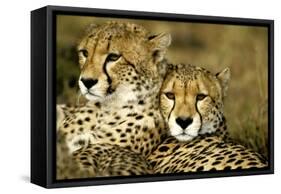 Cheetah Portrait of Pair Close Together-null-Framed Stretched Canvas