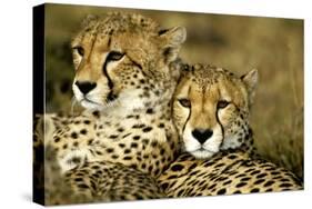 Cheetah Portrait of Pair Close Together-null-Stretched Canvas