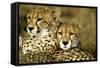 Cheetah Portrait of Pair Close Together-null-Framed Stretched Canvas