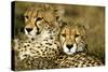 Cheetah Portrait of Pair Close Together-null-Stretched Canvas