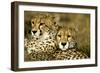 Cheetah Portrait of Pair Close Together-null-Framed Photographic Print