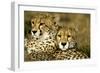 Cheetah Portrait of Pair Close Together-null-Framed Photographic Print