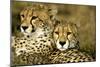 Cheetah Portrait of Pair Close Together-null-Mounted Photographic Print