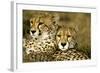 Cheetah Portrait of Pair Close Together-null-Framed Photographic Print