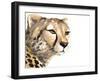 Cheetah Portrait-Lanie Loreth-Framed Art Print