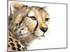 Cheetah Portrait-Lanie Loreth-Mounted Art Print