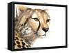 Cheetah Portrait-Lanie Loreth-Framed Stretched Canvas