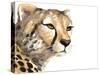Cheetah Portrait-Lanie Loreth-Stretched Canvas