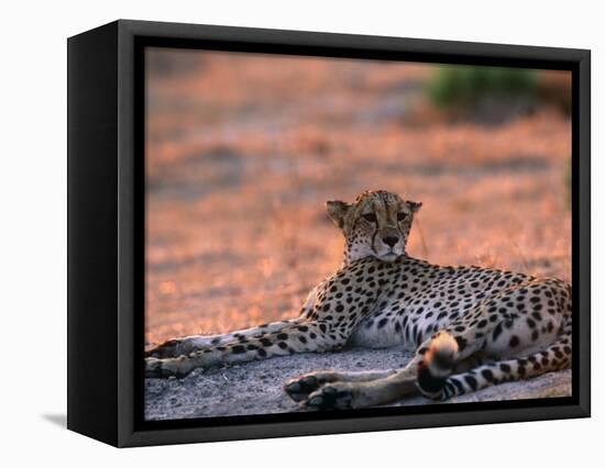 Cheetah Resting, Okavango Delta, Botswana-Pete Oxford-Framed Stretched Canvas