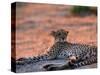 Cheetah Resting, Okavango Delta, Botswana-Pete Oxford-Stretched Canvas