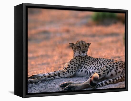 Cheetah Resting, Okavango Delta, Botswana-Pete Oxford-Framed Stretched Canvas