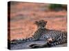 Cheetah Resting, Okavango Delta, Botswana-Pete Oxford-Stretched Canvas