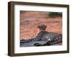 Cheetah Resting, Okavango Delta, Botswana-Pete Oxford-Framed Premium Photographic Print