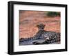 Cheetah Resting, Okavango Delta, Botswana-Pete Oxford-Framed Premium Photographic Print