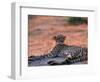 Cheetah Resting, Okavango Delta, Botswana-Pete Oxford-Framed Premium Photographic Print