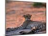 Cheetah Resting, Okavango Delta, Botswana-Pete Oxford-Mounted Premium Photographic Print