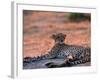 Cheetah Resting, Okavango Delta, Botswana-Pete Oxford-Framed Photographic Print