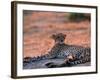 Cheetah Resting, Okavango Delta, Botswana-Pete Oxford-Framed Photographic Print